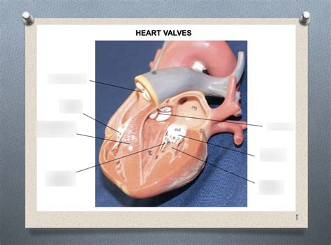 Human Anatomy Prac Heart Diagram Quizlet