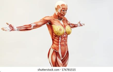 Female Muscle Anatomy 스톡 일러스트 176781515 Shutterstock