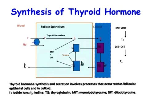 Thyroid Hormone Synthesis Animation Tutoring Clipart