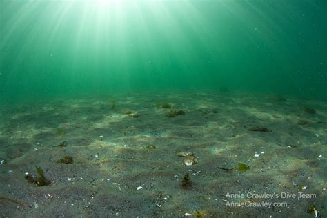 Phytoplankton―Salish Sea―the Emerald Sea―Primary Producers―Diatoms and ...