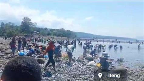 Viral Ribuan Ikan Kecil Terdampar Di Daratan Pantai Iteng Manggarai