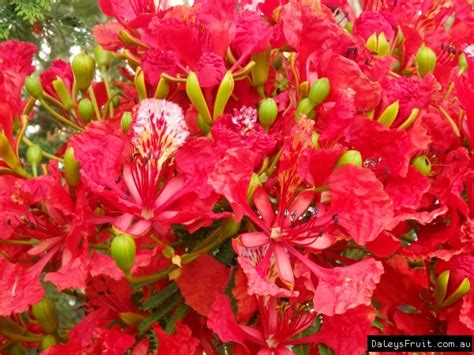 Buy Poinciana Red Flowering Trees - Delonix regia