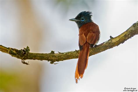 African Paradise Flycatcher Terpsiphone Viridis African P Flickr