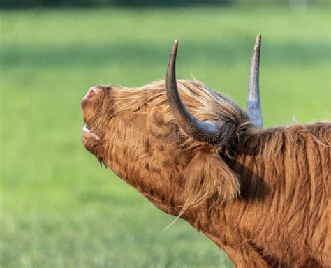 Mooing Cow Stock Photo Image Of Agriculture Mammal 16990612