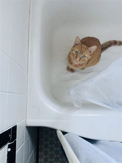 Ginger Kitty Loves The Bathtub Scrolller