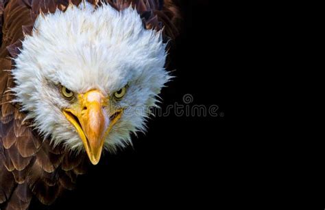 1,504 Angry Eagle Stock Photos - Free & Royalty-Free Stock Photos from ...