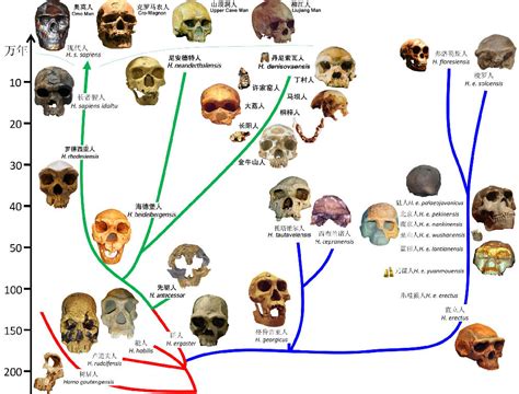 科学网—用遗传学数据重构人类进化谱系 王传超的博文