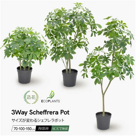 【楽天市場】フェイクグリーン 観葉植物 フェイク 人工観葉植物 大型 光触媒 シェフレラポット 高さが変わる3 Way 70～150cm 人工