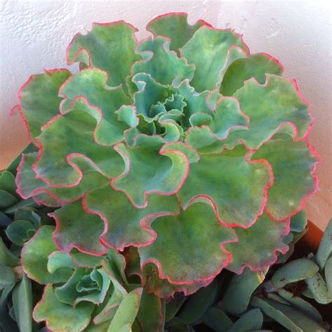 And Another Succulentlooks Like Fancy Lettuce