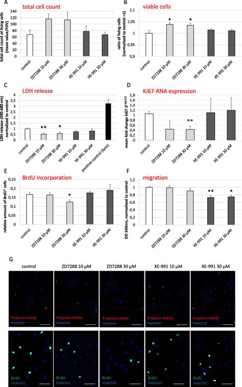 The Impact Of Functional Hcn And Kcnq Kv Channels On Cell Count