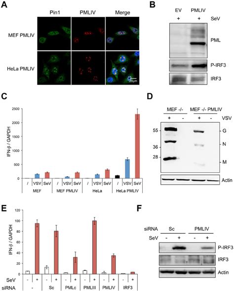 Pmliv Is Responsible For Pin1 Recruitment In Pml Nbs Enhanced P Irf3