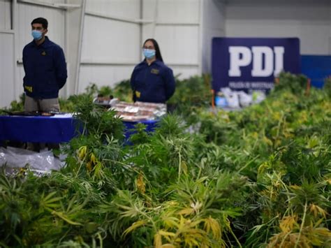 Pdi Incauta Plantación De Cannabis En San Clemente Avaluadas En Más De 472 Millones Adn Radio