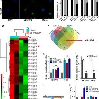 Ube Cp Functioned As A Sponge Of Mir P In Gc A The Subcellular