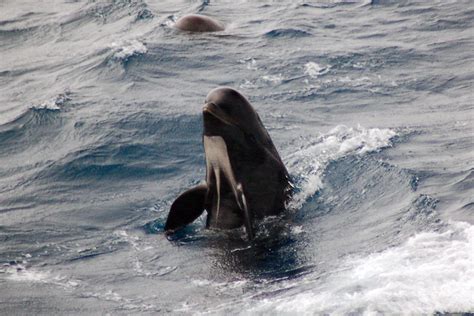 Long-Finned Pilot Whale | NOAA Fisheries