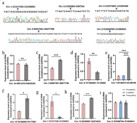 Sanger Sequencing And Rt Qpcr Validation Of Circrnas A Sanger