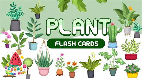 Plant Flash Cards Video Flash Cards Learn To Talk Vocabulary In English