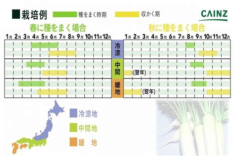 初心者にもできるダイコン大根の育て方・栽培方法【解説動画付き】 となりのカインズさん