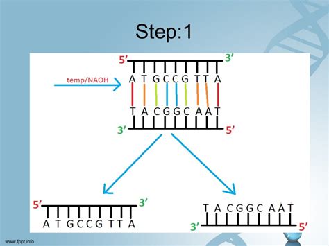 Maxam Gilbert Method Of Dna Sequencing