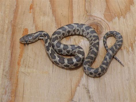 Baby Fox Snake Wisconsin