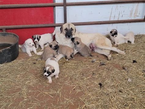 9 Anatolian/Great Pyrenees puppies available in Lubbock - Puppies for ...