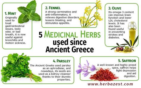 Ancient Greek Medicine: The Power of Medicinal Herbs