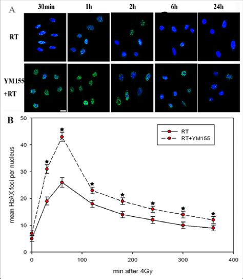 The Effect Of Ym On The Radiation Induced Formation Of H Ax Foci