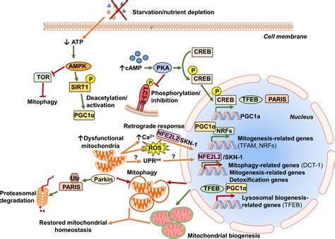 Mitochondrial Biogenesis And Clearance A Balancing Act Ploumi 2017