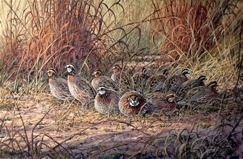 The Covey By Herb Booth Giclee Print Bobwhite Quail Covey Ground