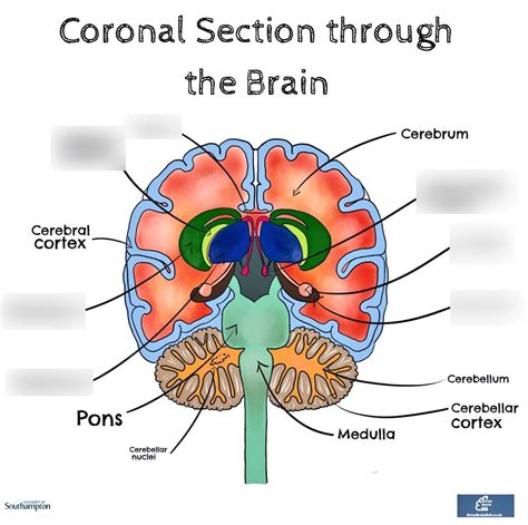 Diagram of Coronal section through brain | Quizlet