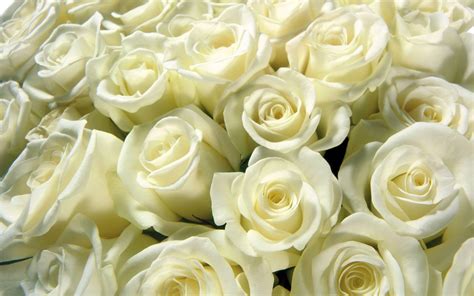 White Rose Backgrounds - Wallpaper Cave