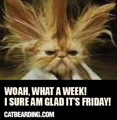 Happy friday cat meme - inputipad