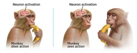 Monkey Does Action Monkey Sees Action Mirror Neuron Illustration