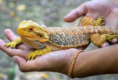 The Definitive Guide To Fancy Bearded Dragons Everything Reptiles