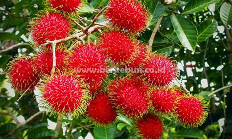 Pohon Rambutan