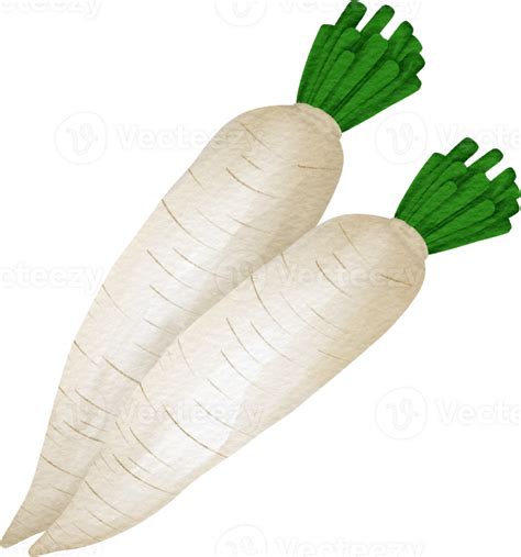 Watercolor Radish Clip Art Png