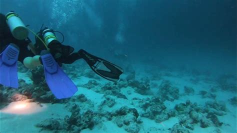 Nurse Sharks Maldives Youtube