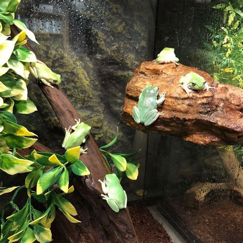 Richard Allen On Instagram Baby Blue Whites Tree Frogs Are Back In