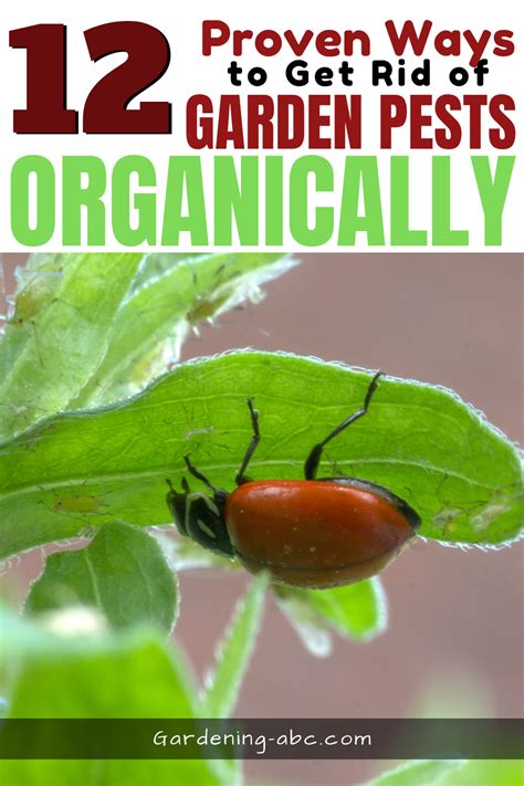 12 Organic Pest Control Methods Control Pests Without Using Chemicals