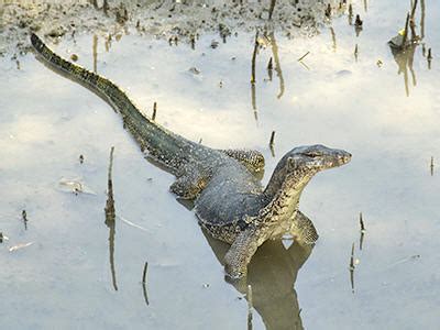 Malayan Water Monitor Varanus Salvator