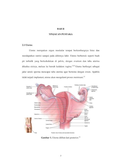 PDF BAB II TINJAUAN PUSTAKA 2 1 Uterus Eprints Undip Ac Ideprints