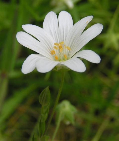 Stellaria Wikipedia