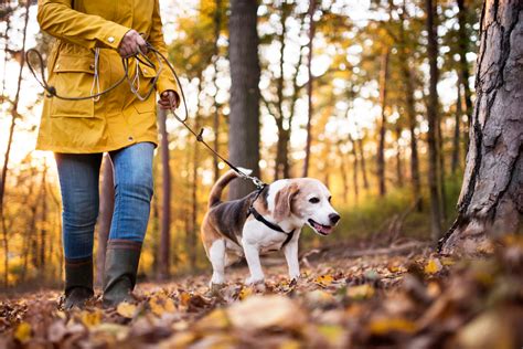 15 Dog Friendly Hikes for Your Adventurous Pup - Newsweek