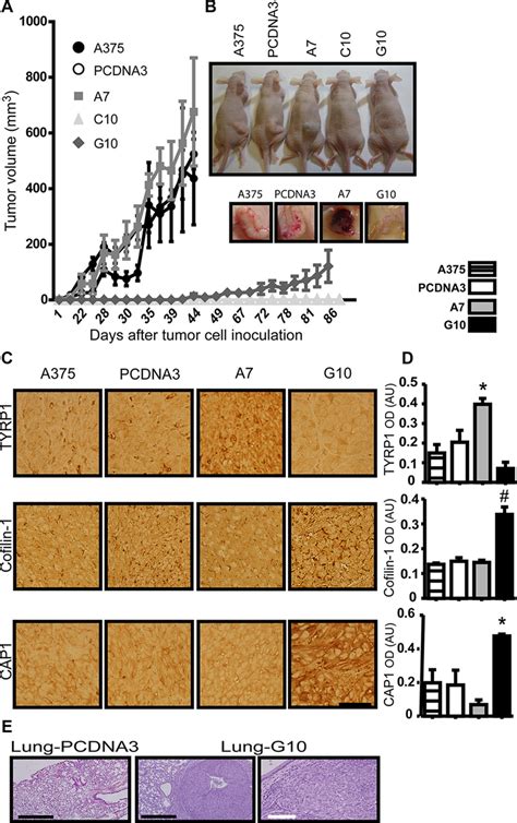 In Vivo Validation Of In Vitro Results In Tumors Induced By Melanoma