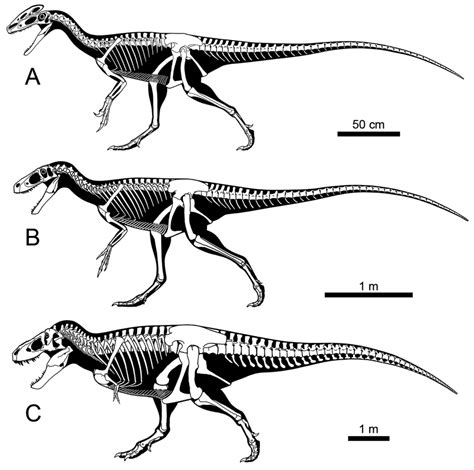 Skeletal Reconstructions Of Three Tyrannosauroids A The Download Scientific Diagram