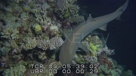 Sharks Whitetip Reef Shark - Whitetip reef shark feeding at night 2 on ...