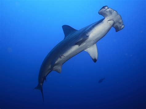 Hammerhead Shark Eating Stingray