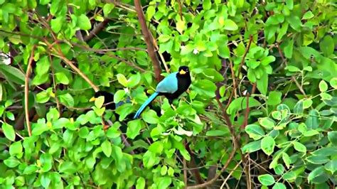 Yucatan Jay Cyanocorax Yucatanicus Youtube