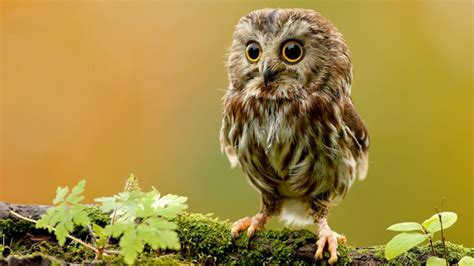 Cute Real Owls Wallpaper