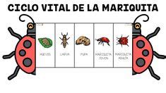 Aprendemos Cosas Curiosas Sobre Insectos Paramaestros En 2024