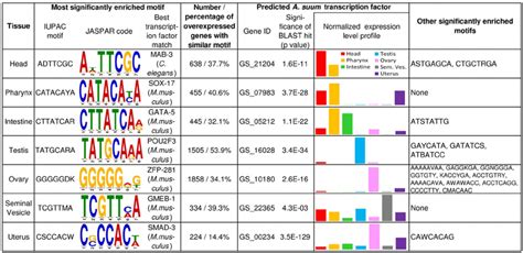 Transcription Factor Binding Motif Enrichment In The 5 9 Untranslated